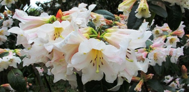 Tikorangi The Jury Garden