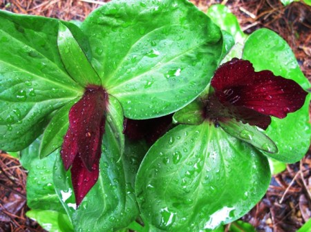 If you are determined to unify through repeat planting, at least pick something with bragging rights - desirable dark red trilliums, perhaps