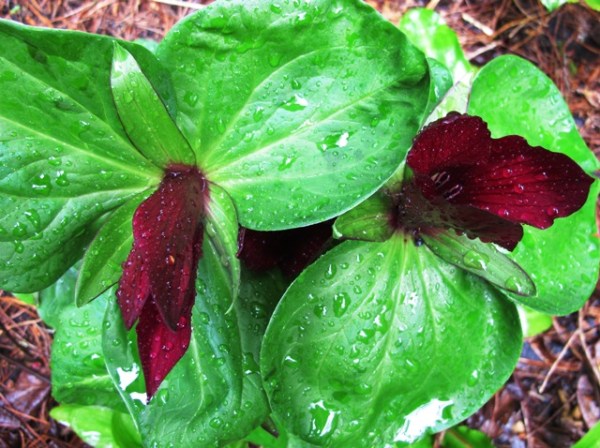 If you are determined to unify through repeat planting, at least pick something with bragging rights - desirable dark red trilliums, perhaps
