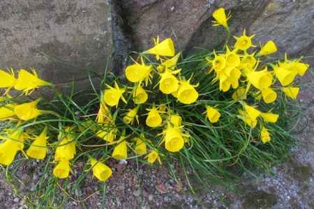 Narcissus bulbocodium - one of the last to flower here
