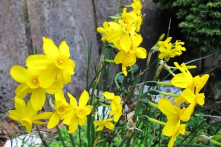 Dainty but with a strong perfume - N. jonquilla