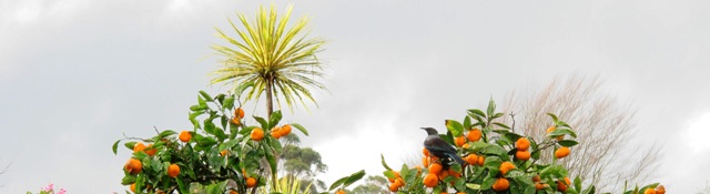 Tikorangi The Jury Garden