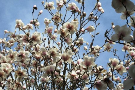 Just another unnamed seedling, as we say here