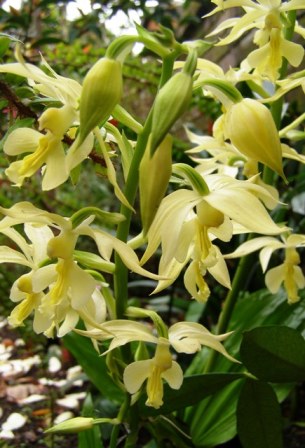 Besotted by calanthes