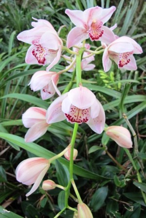 Cymbidiums give long lived blooms, even outdoors 