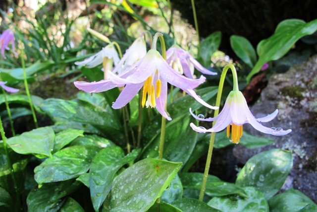 The transient delight of dogs tooth violets - Erythronium revolutum