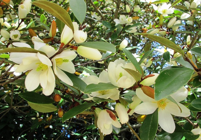Now renamed Magnolia laevifolia