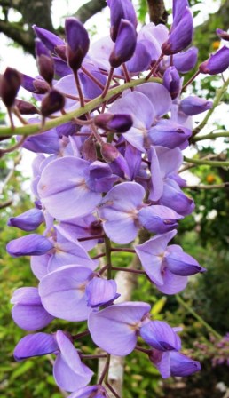 Wisteria Amethyst 
