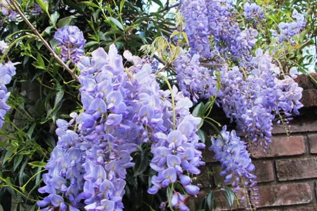 Blue Sapphire - a classic blue sinenis wisteria