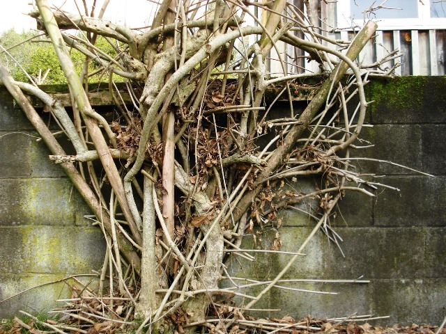Outdoor Classroom  pruning wisteria | Tikorangi The Jury Garden