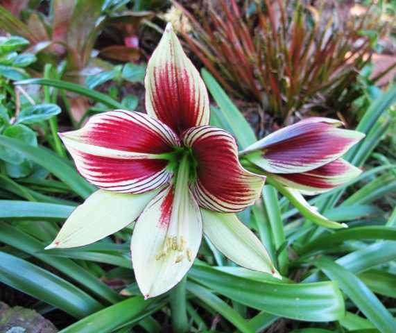 Hippeastrum papilio 