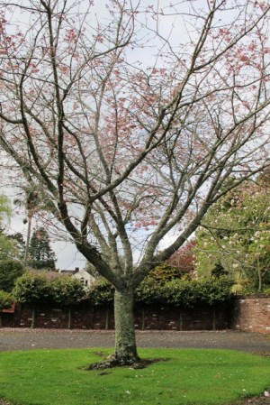 Pearly Shadows - but allow 15m spacings long term