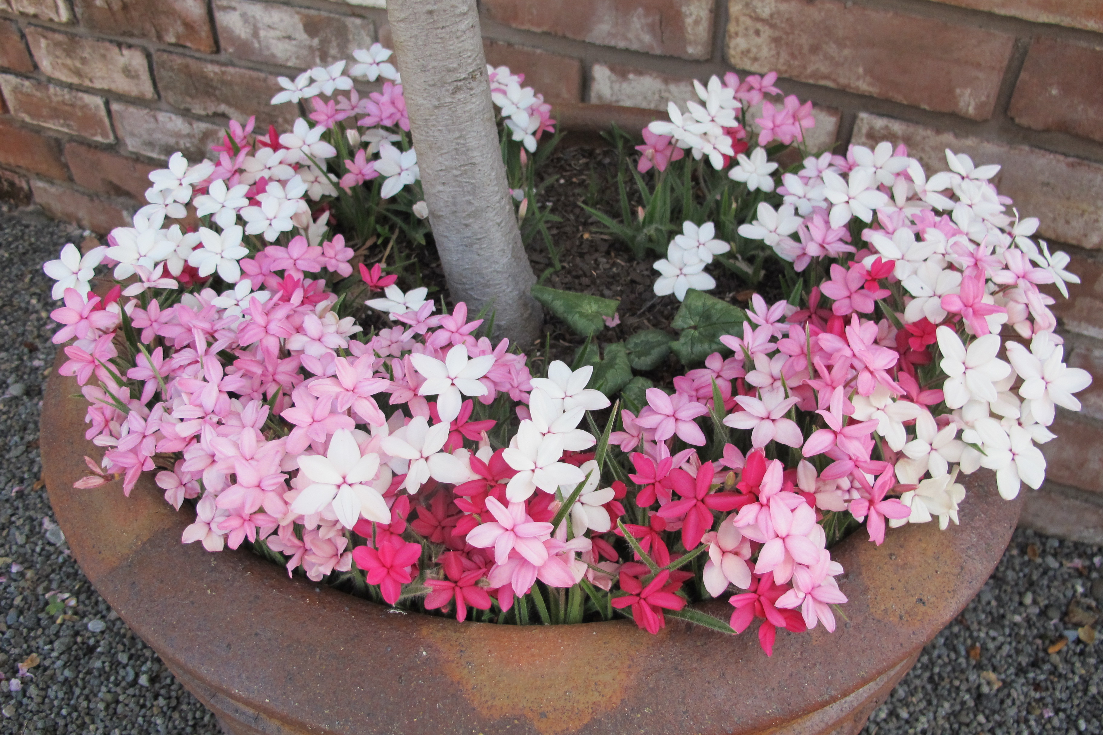 Pretty little rhodohypoxis - Ruth (white), Susan (pink), Albrighton (dark)