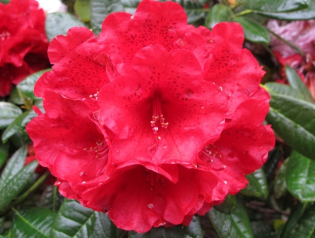 Rhododendron Rubicon - in our opinion, the best big red in the country.