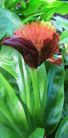 Scadoxus puniceus 