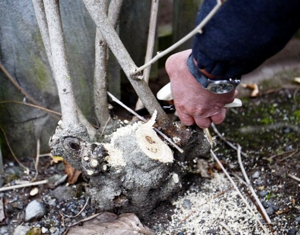 Outdoor Classroom  pruning wisteria | Tikorangi The Jury Garden