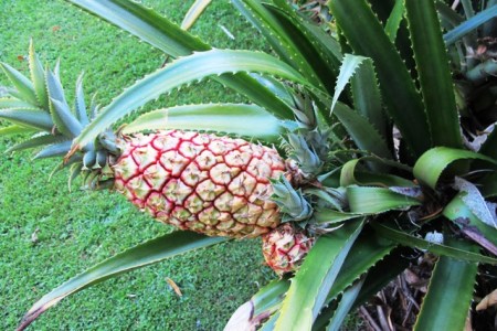 Ananas sagenaria - hardier than a tropical pineapple