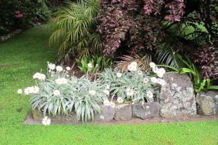 Celmisias - New Zealand's mountain daisies