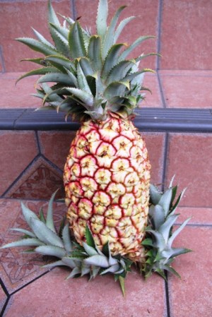 Bragging rights on the home grown pineapple