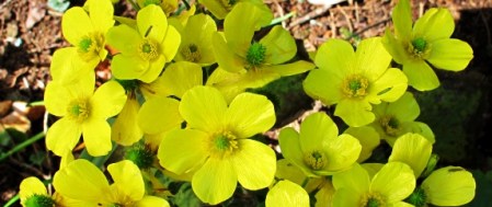 Not a common buttercup - Ranunculus cortusifolius from the Canary Islands