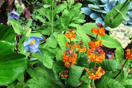 The cold border in the park with meconopsis and Inshriach primulas