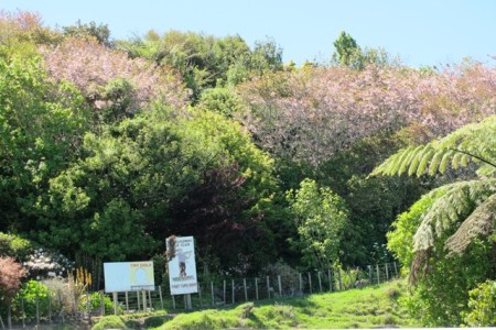 Fortunately, this planting facing State Highway 3 still grows and blooms