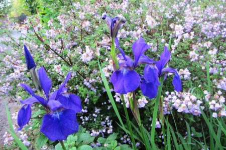 Iris sibirica and Jovellana punctata