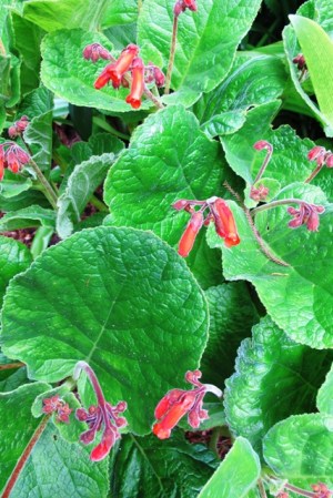 Gesneria cardinalis, or maybe Sinningia cardinalis