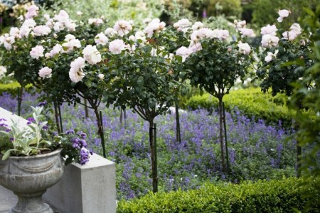 La Rosaleda - photo credit Jane Dove Juneau