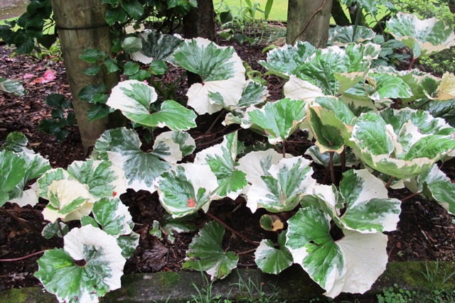 Farfugium tussilagineum argenteum - standing up well after being dug and divided last autumn