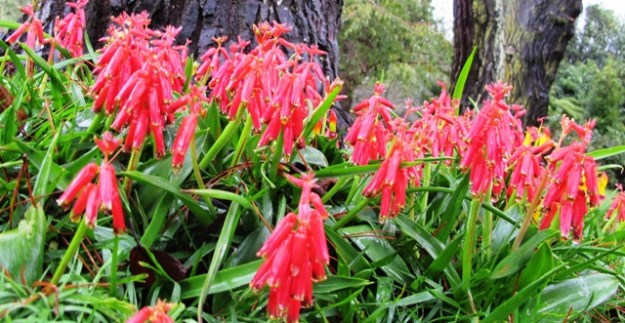 Late winter flowering Lachenalia bulbifera 