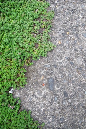 Aged concrete softened at the edge with prostrate thyme