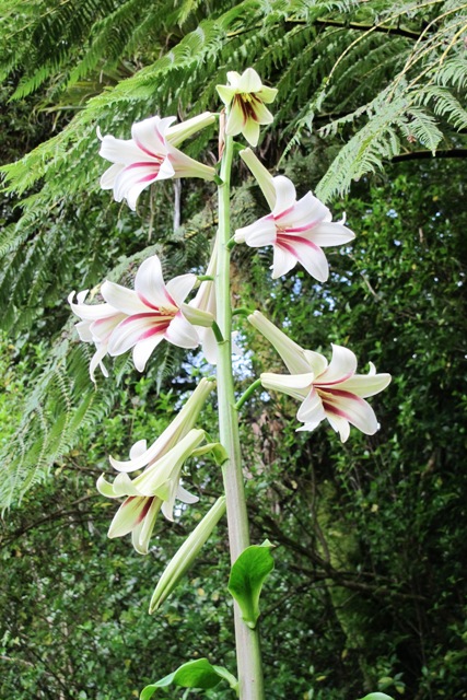 The three metre flower spike of Cardiocrinum giganteum - worth the wait of up to 7 years to bloom 