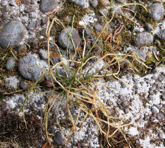 At least the pesky equisetum is dying 