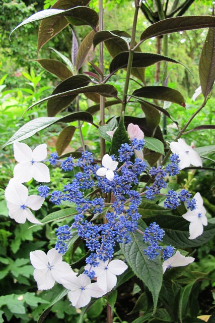Hydrangea indochinenis - an evergreen lacecap