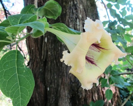 Solandra longiflora or the chalice vine