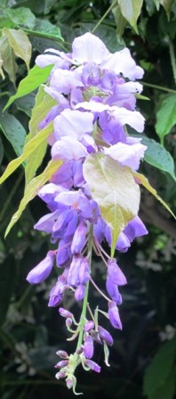 Blue Sapphire is making quite a good effort at repeat flowering this summer