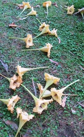 A carpet of spent trumpets