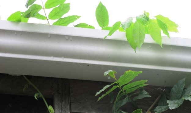 Thwart the wisteria's plans for breaking the spouting