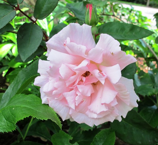 Roses need more care than many other plants if they are to look good