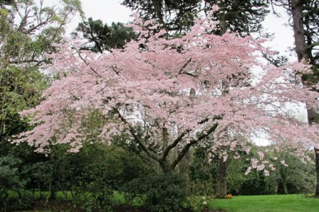 Prunus Awanui, flowering in spring here, has a tendency to develop witches' broom