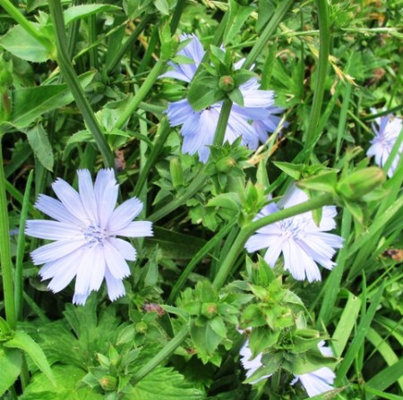 The simplicity of chicory 