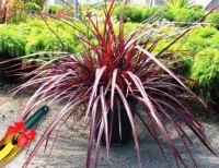Cordyline-Burgundy