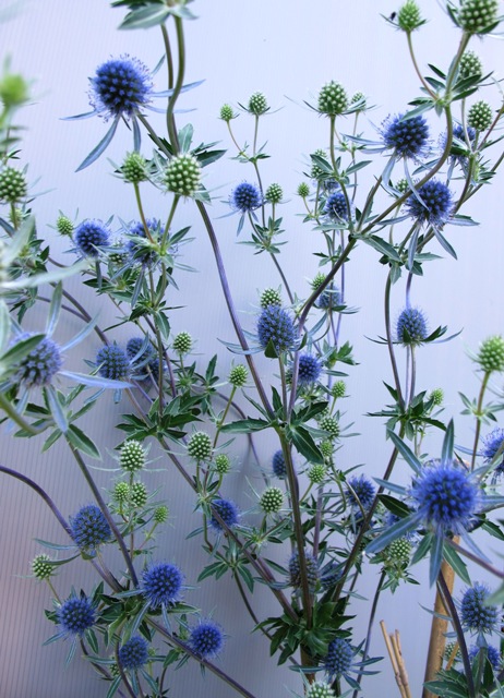 The hazy blue of Eryngium planum