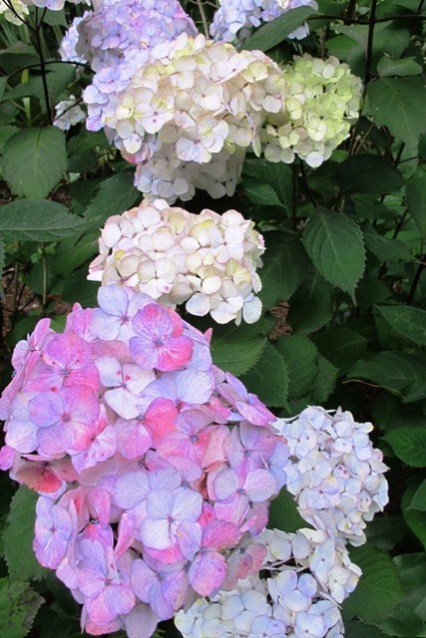 Hydrangea "Preziosa" - generally colour stable in all soil conditions. 