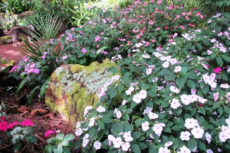 Happy and easy care perennial impatiens 