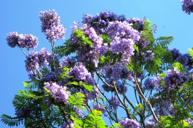 The summer delight of the jacaranda