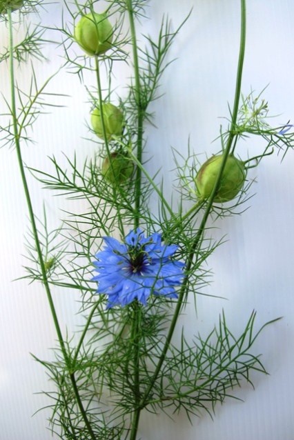 Nigella damascena - a personal favourite 