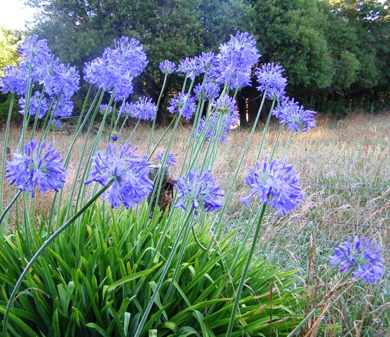 Weeds maybe, but pretty on summer roadsides - agapanthus