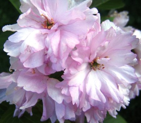 Every garden had Prunus Kanzan